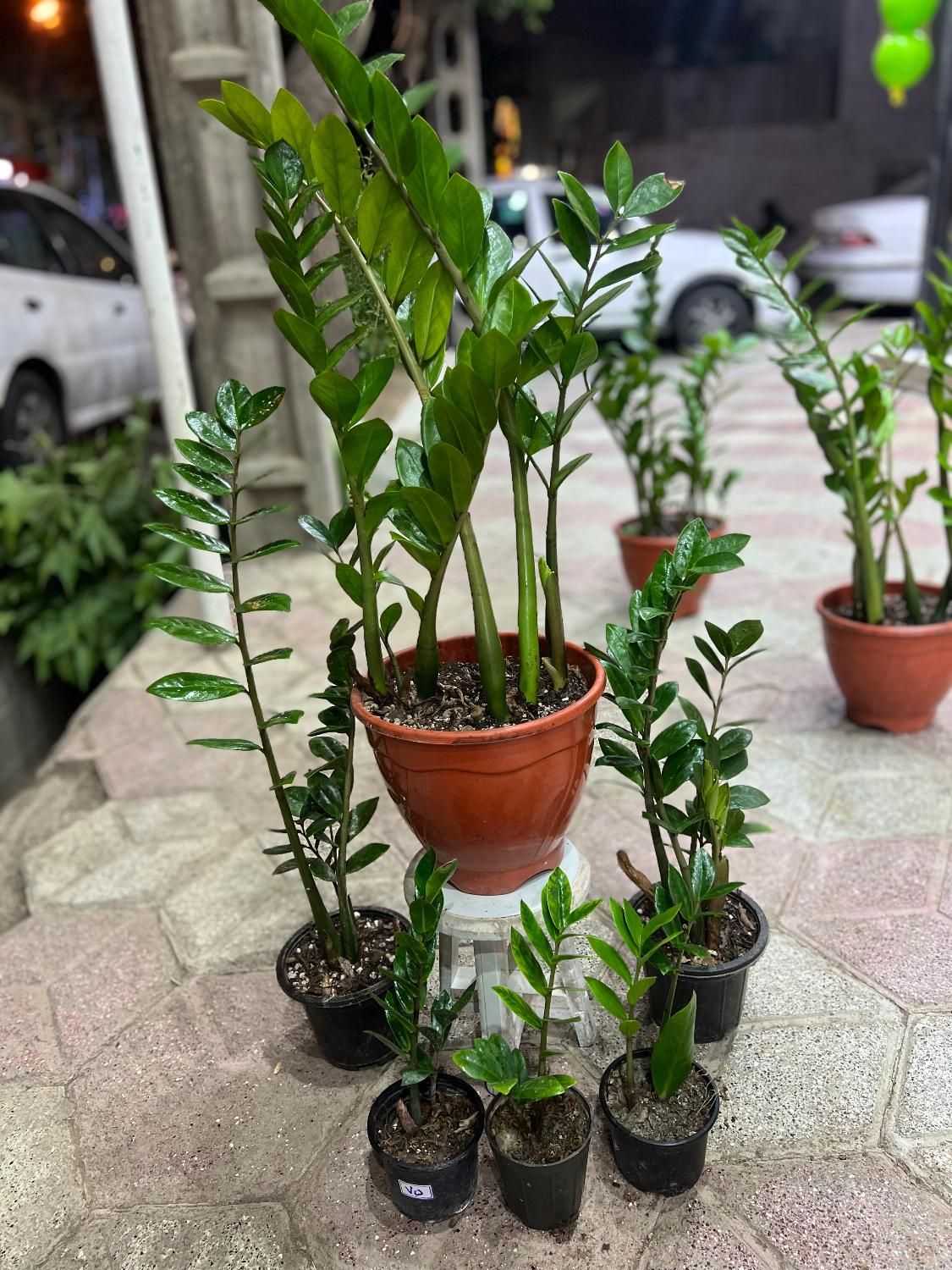 زامفولیا گیاه آپارتمانی و مقاوم|گل و گیاه طبیعی|مشهد, هنرور|دیوار