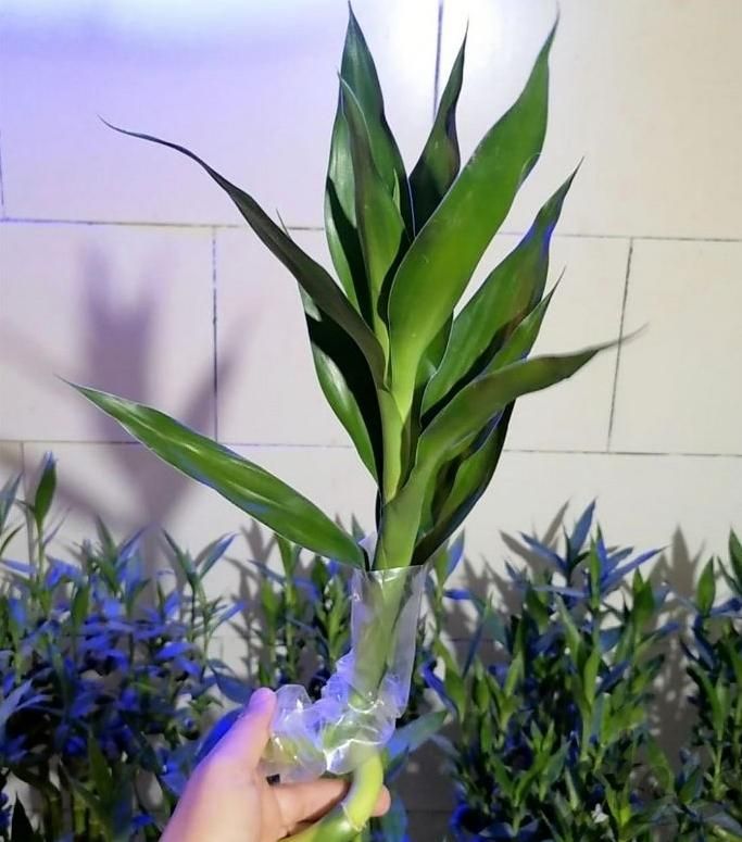گل بامبو تایلندی 120سانتی لاکی ضخیم پربرگ|گل و گیاه طبیعی|تهران, مسعودیه|دیوار