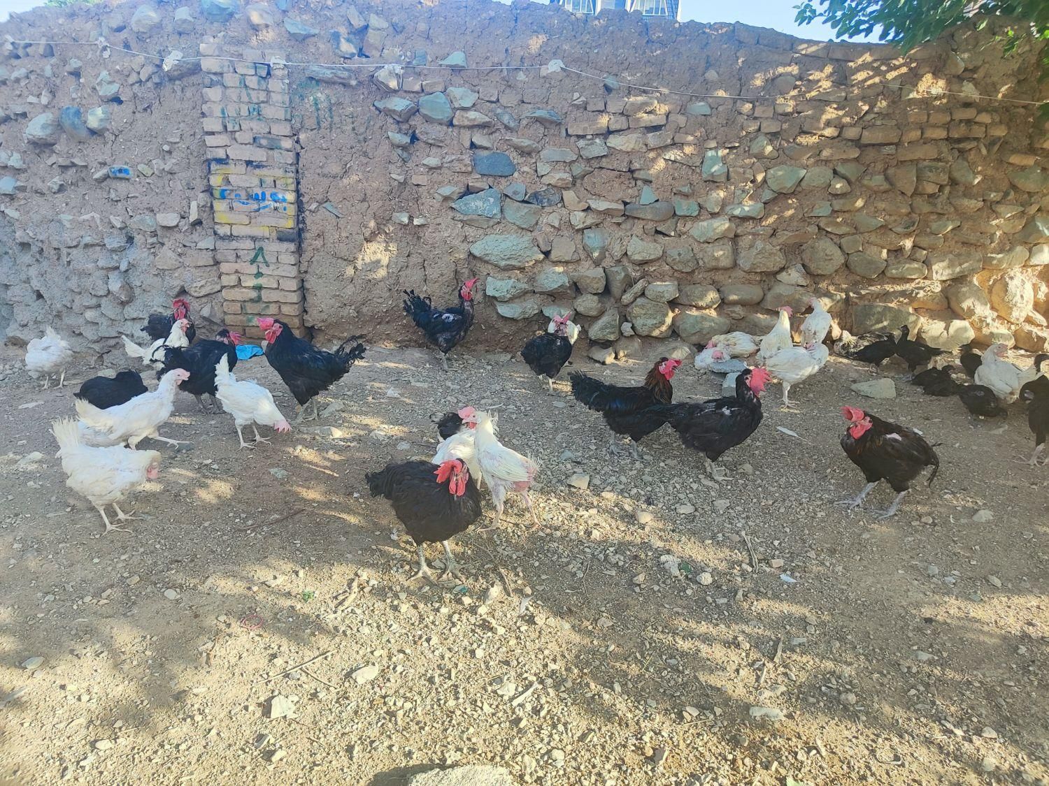 مرغ وخروس سیاه جهت قربانی حضوری اینترتی|حیوانات مزرعه|تهران, جنت‌آباد شمالی|دیوار