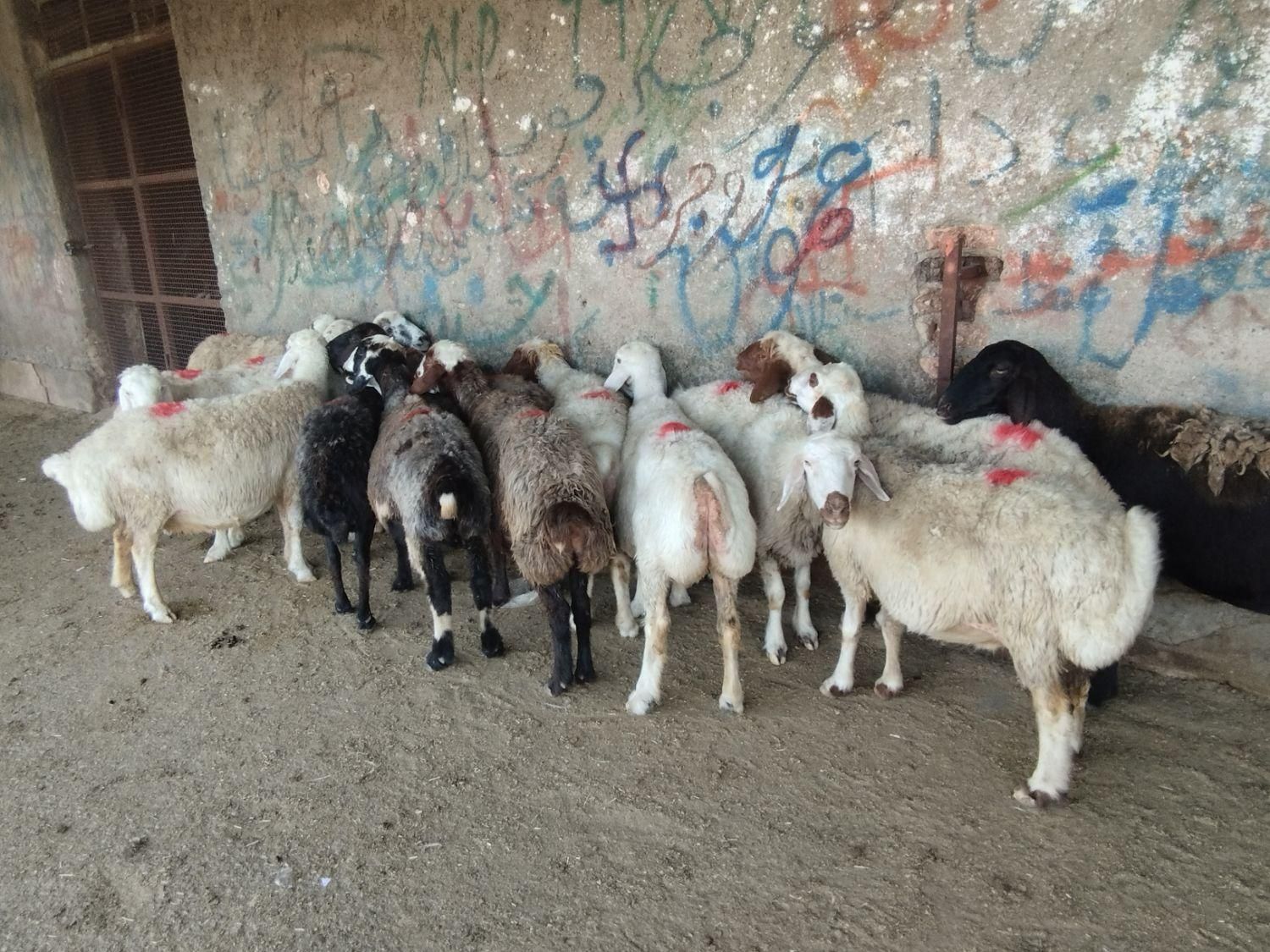 همه نوع گوسفند کشتاری بصورت تکی|حیوانات مزرعه|بروجرد, |دیوار