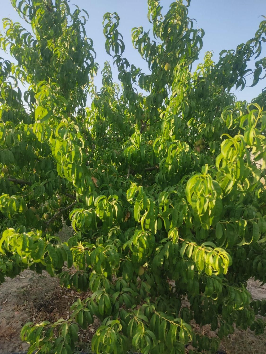 فروش خانه ویلایی ۱۰۰۰ متری ۱ خوابه جاده گوارشک|فروش خانه و ویلا|مشهد, توس (بلوار توس)|دیوار