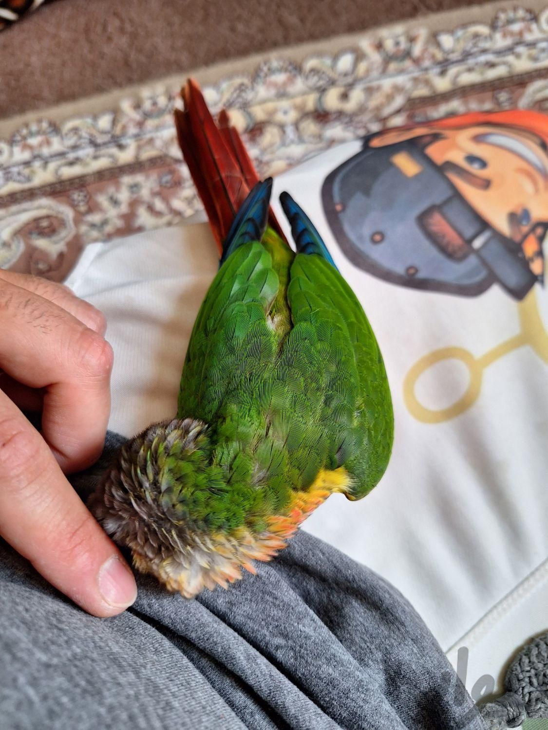 گرینچیک یلوساید با قفس و وسایلش|پرنده|تهران, دولت‌آباد|دیوار