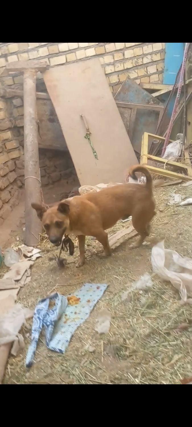 سگ‌پا‌کوتا|سگ|تربت جام, میان جام|دیوار