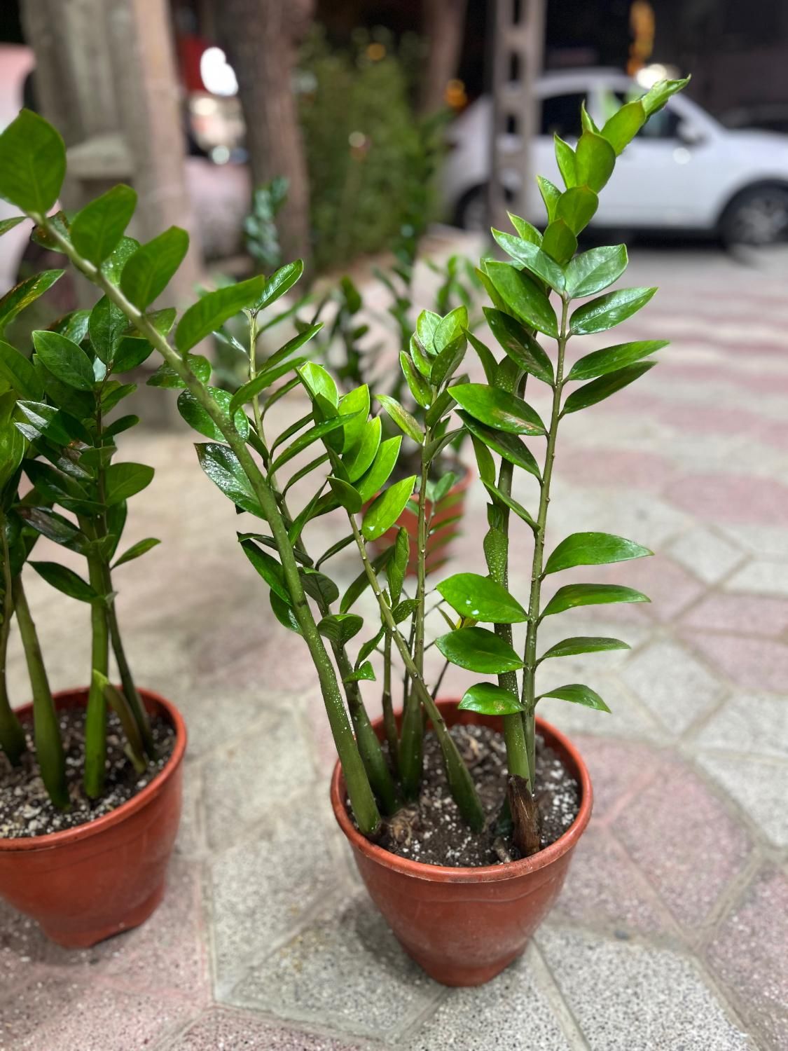 زامفولیا گیاه آپارتمانی و مقاوم|گل و گیاه طبیعی|مشهد, هنرور|دیوار