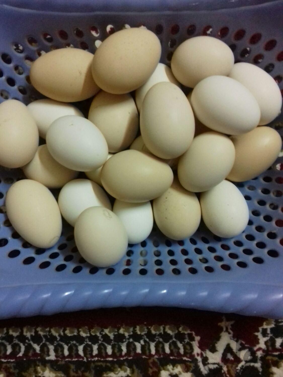 فروش تخم مرغ محلی|خدمات پذیرایی/مراسم|لامرد, |دیوار