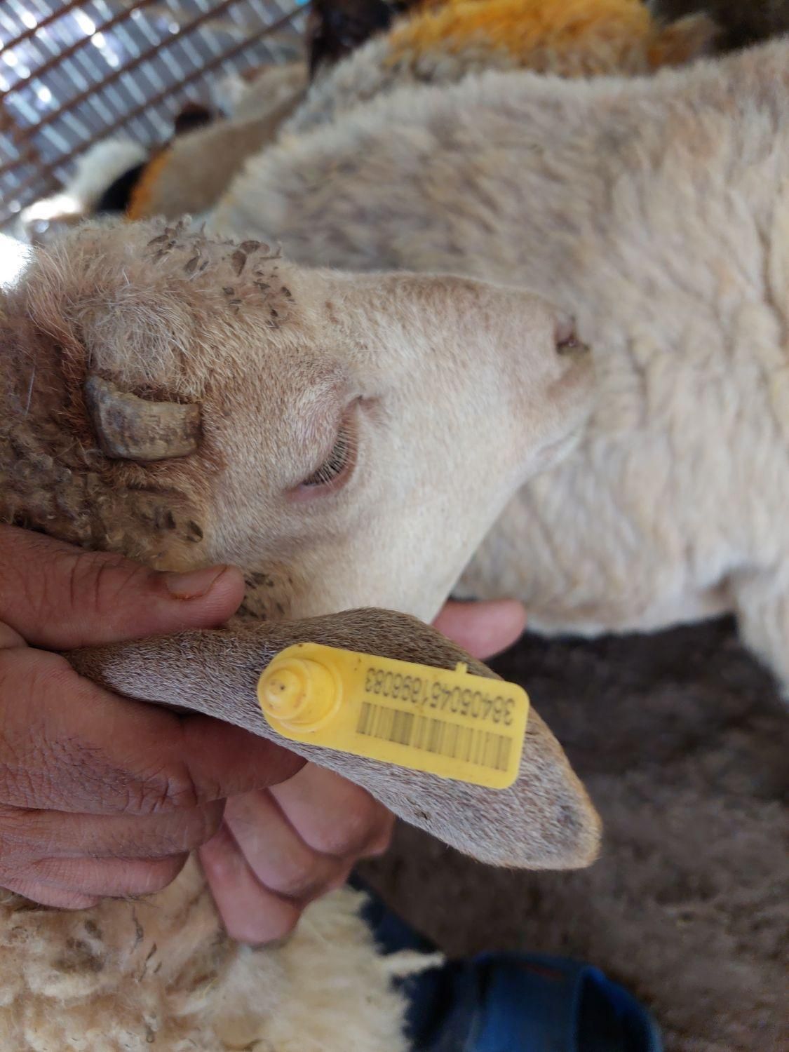 گوسفند زنده بره طلایی|حیوانات مزرعه|ملارد, |دیوار