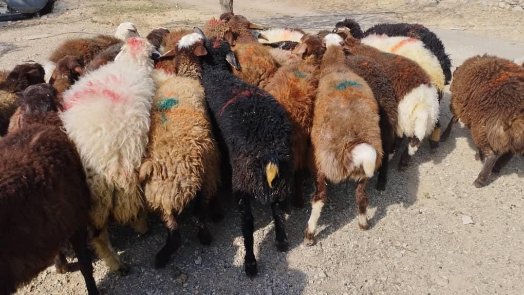 گوسفند زنده20کیلو تا65کیلو جهت قربانی سرتاسر تهران|حیوانات مزرعه|تهران, استاد معین|دیوار