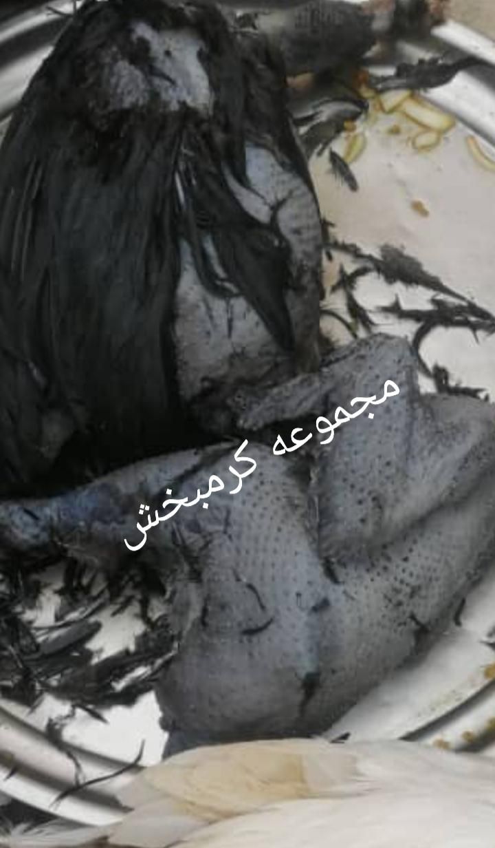 مولد ایام سمانی اندونزی یک خروس چهار مرغ وتخم نطفه|حیوانات مزرعه|شیراز, حافظیه|دیوار