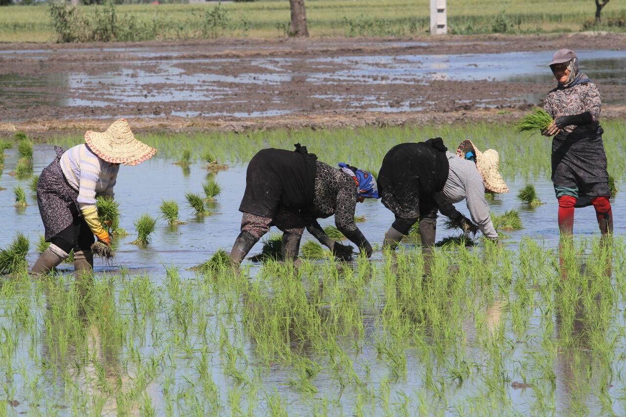 گروه کارگرکارکشاورزی به صورت گروهی|خدمات باغبانی و درختکاری|خرمآباد, |دیوار