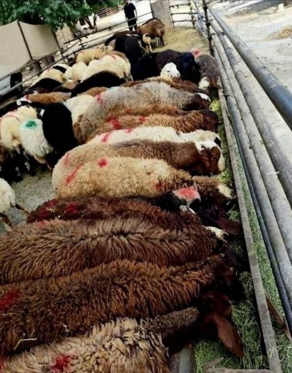 مرکز فروش بره و گوسفند نذری و...|حیوانات مزرعه|قم, شهرک مهدیه|دیوار