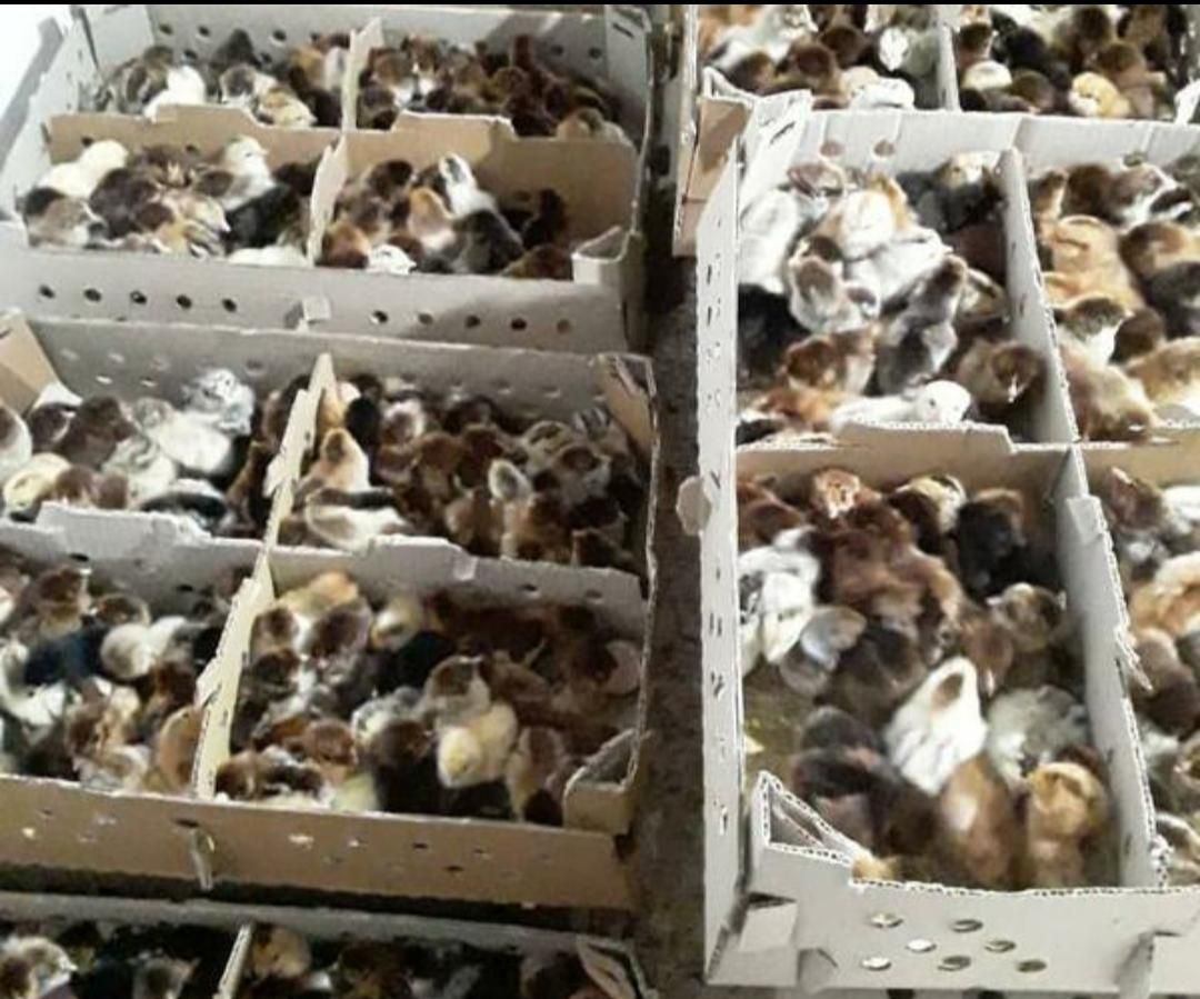 ++جوجه رنگی جوجه محلی کاکلی|حیوانات مزرعه|میانه, |دیوار