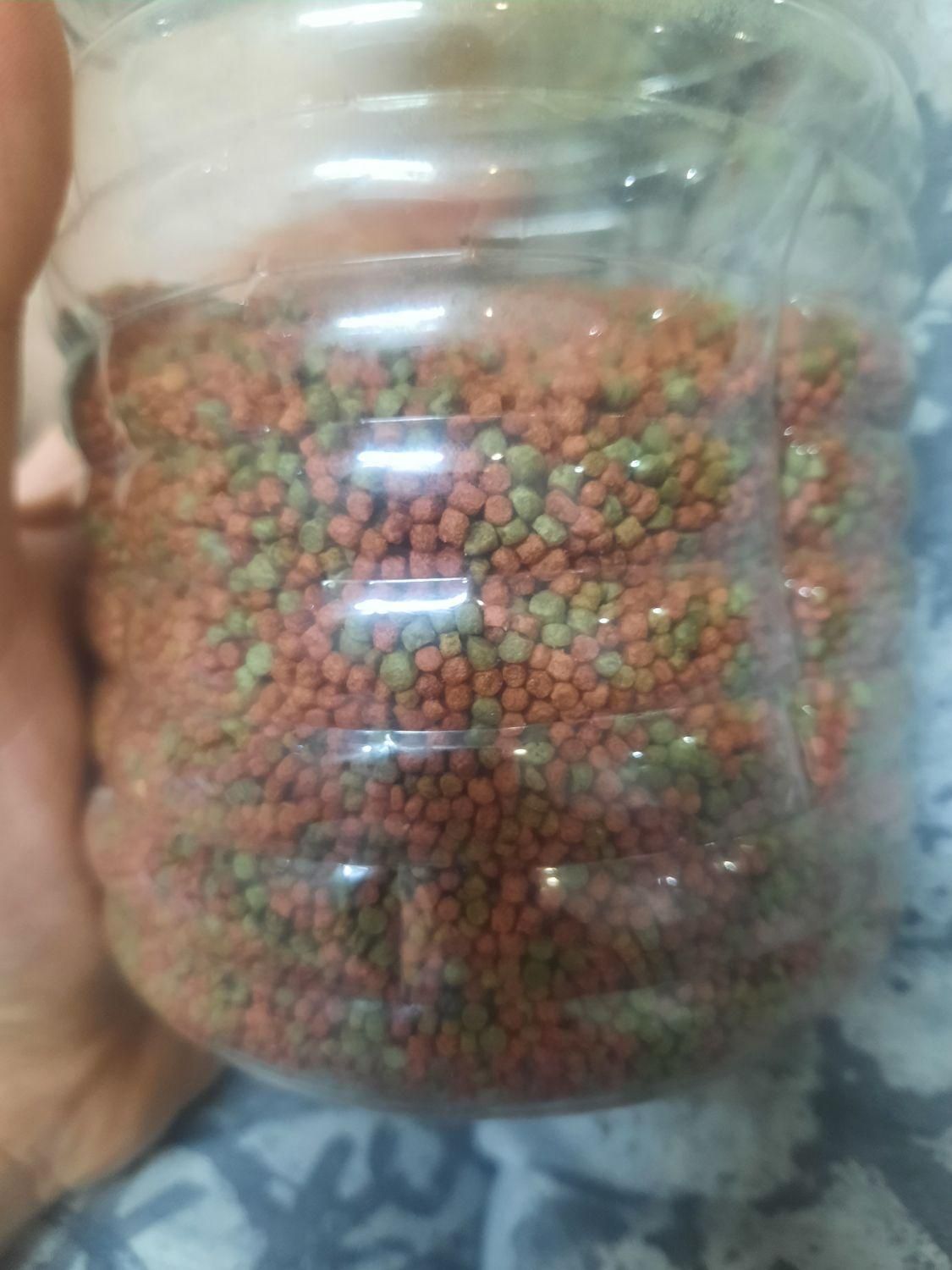 غذای ماهی گوشت خوار|ماهی|تهران, مهرآباد جنوبی|دیوار
