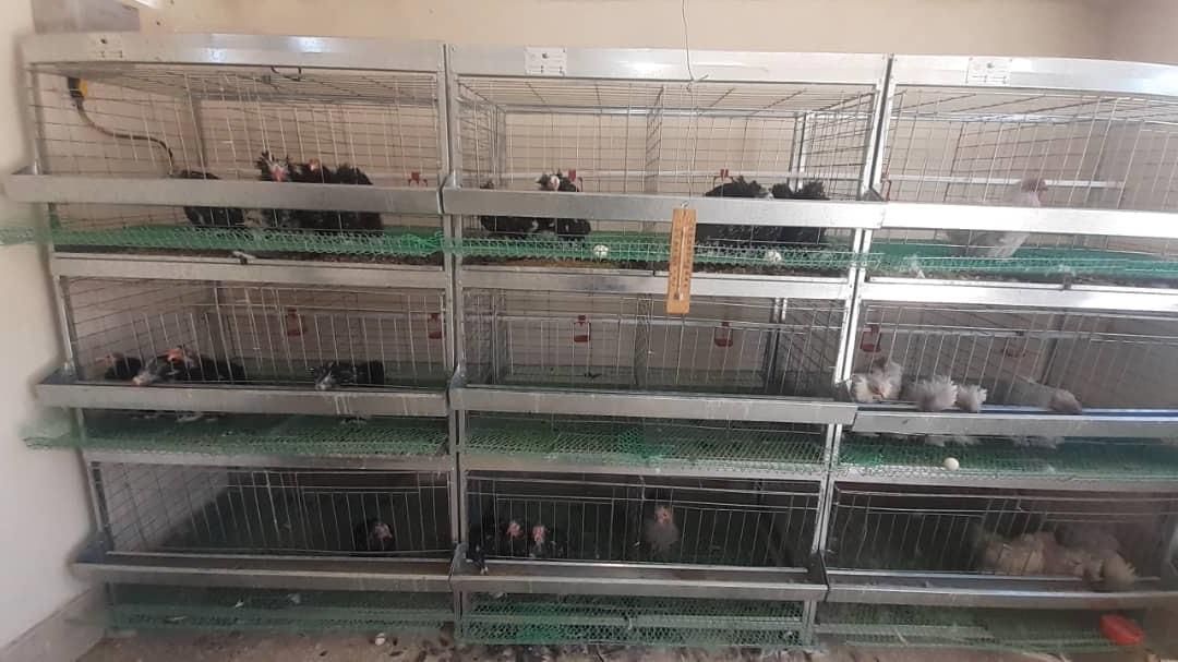 3 عدد سه طبقه قفس مرغ پرآور دارم|کلکسیون و سرگرمی|زاهدان, |دیوار