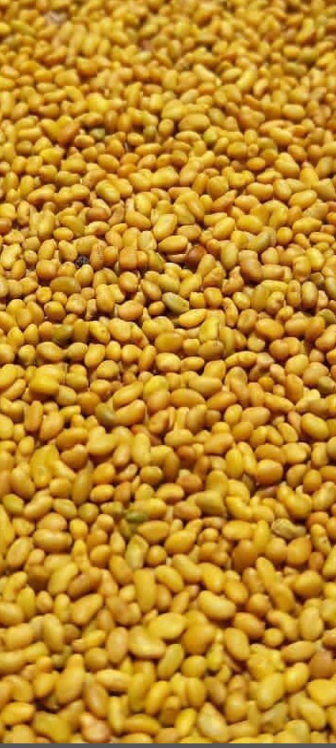 بذر یونجه محلی اصلااح شده بوجاری بمی تضمینی بم|خدمات باغبانی و درختکاری|بم, |دیوار