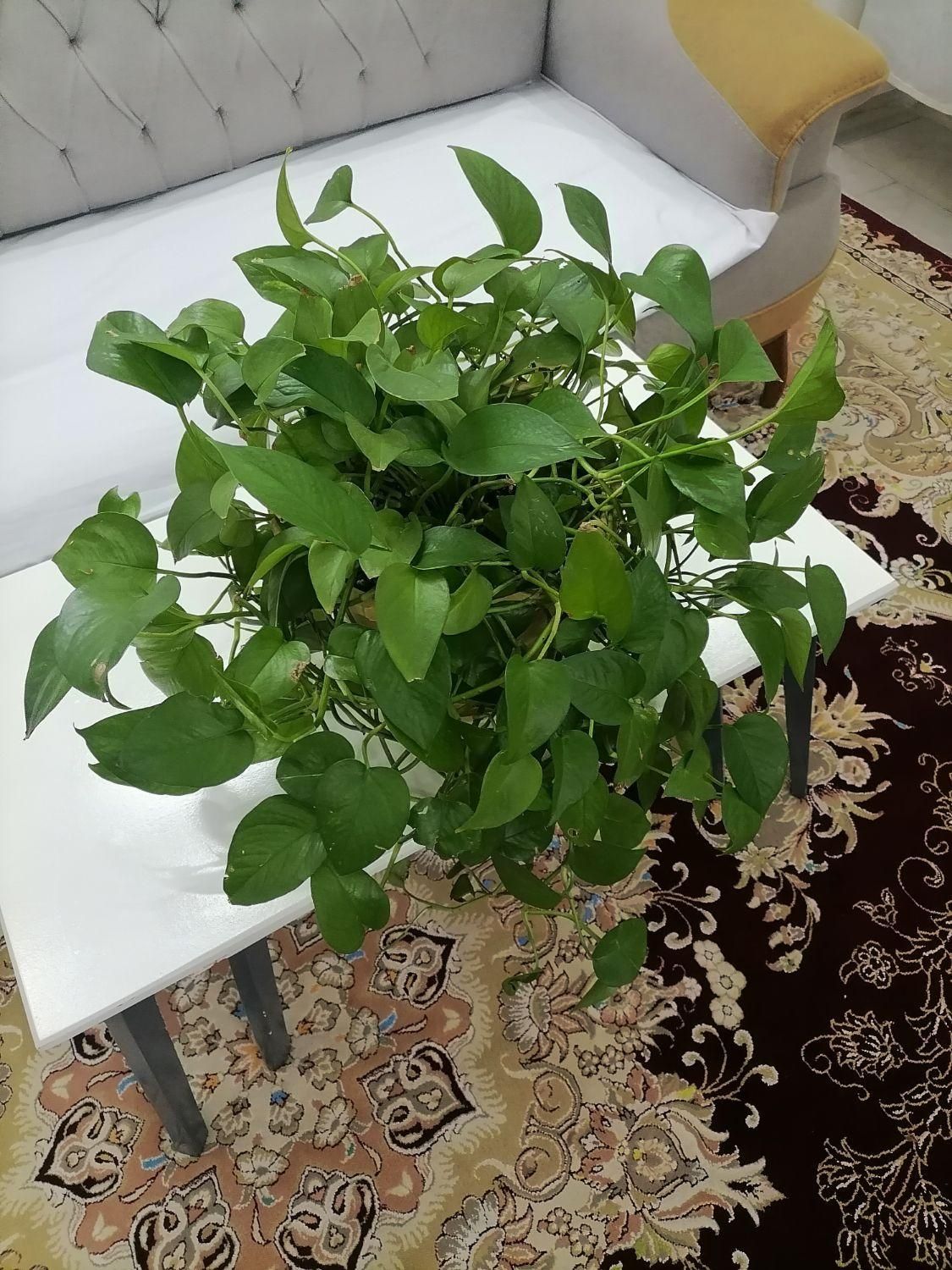 گل پتوس|گل و گیاه طبیعی|گلبهار, |دیوار