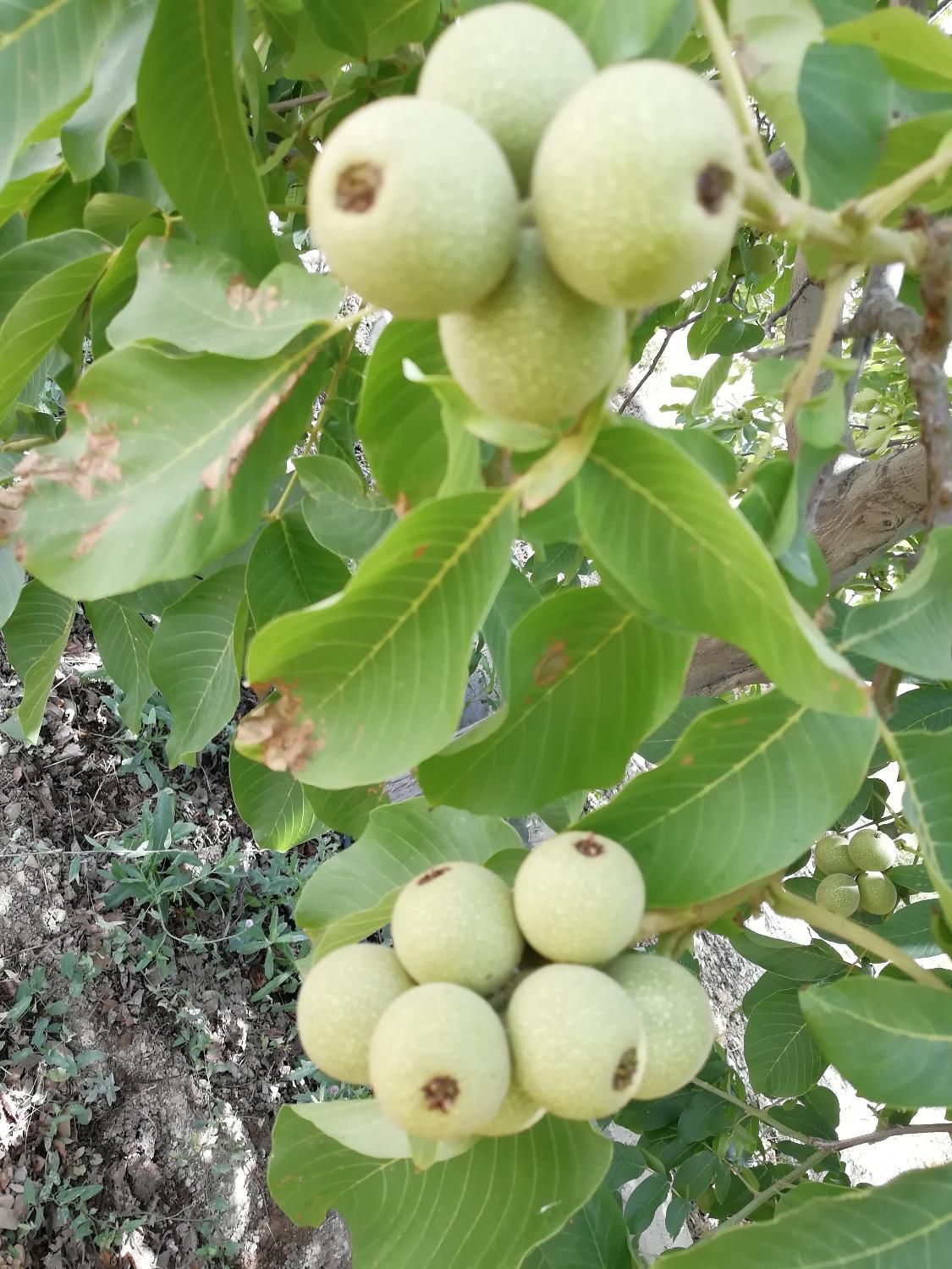 تولید نهال گردو درخت|خدمات باغبانی و درختکاری|شیراز, رکن‌آباد|دیوار