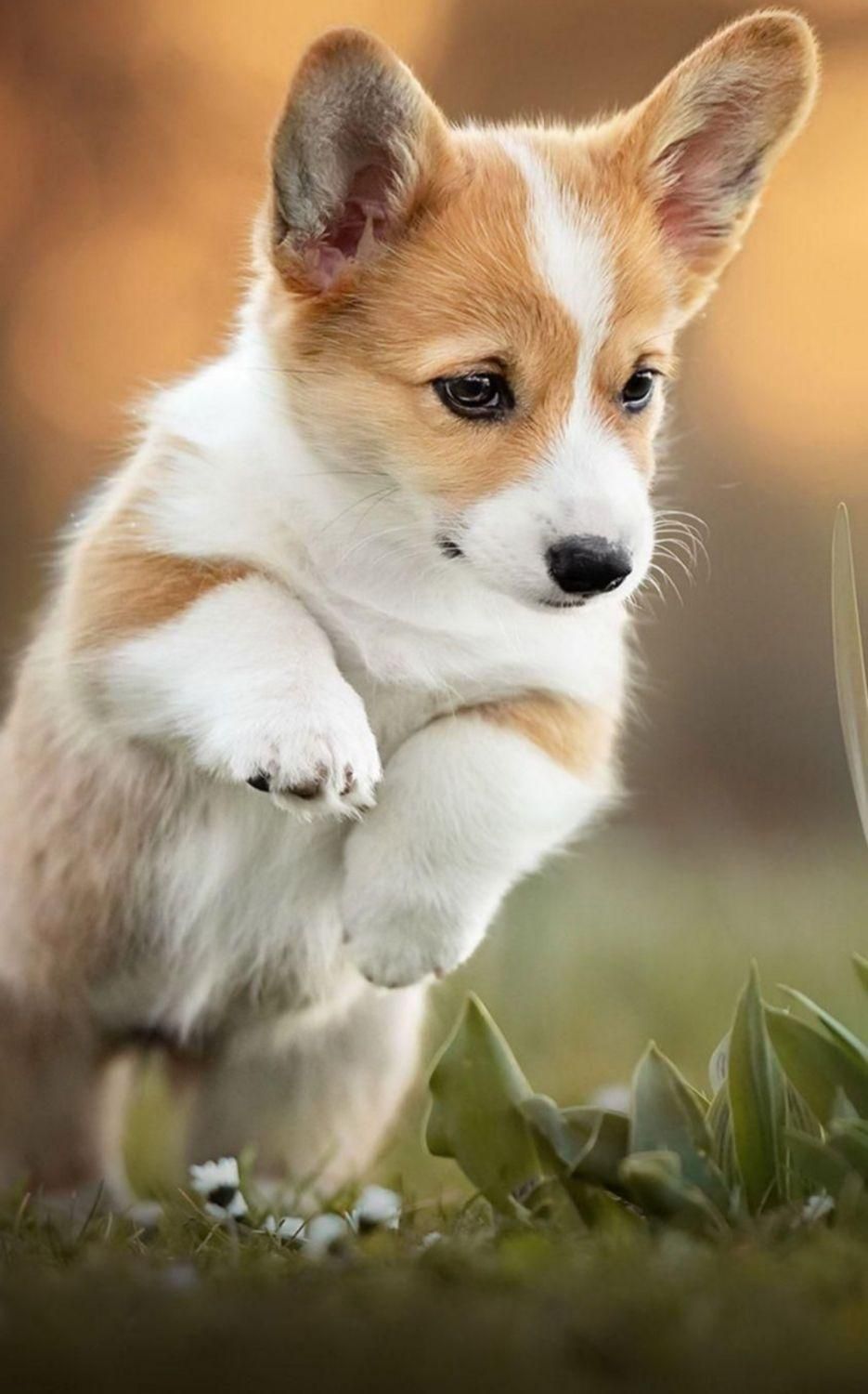 مربی سگ - آموزش سگ - تربیت سگ - رفتارشناس سگ|خدمات آموزشی|تهران, اکباتان|دیوار