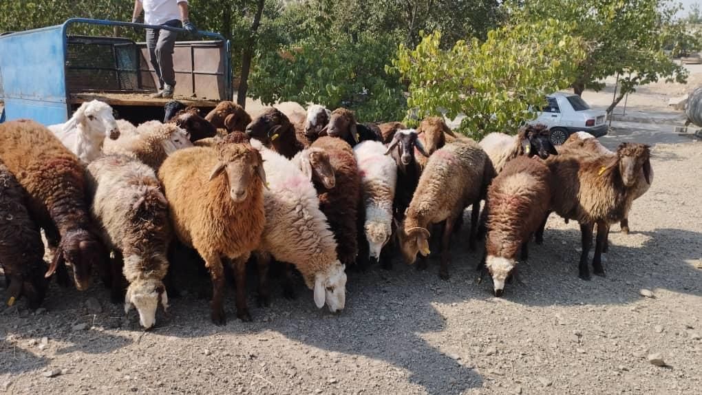 گوسفند زنده20کیلو تا65کیلو جهت قربانی سرتاسر تهران|حیوانات مزرعه|تهران, استاد معین|دیوار