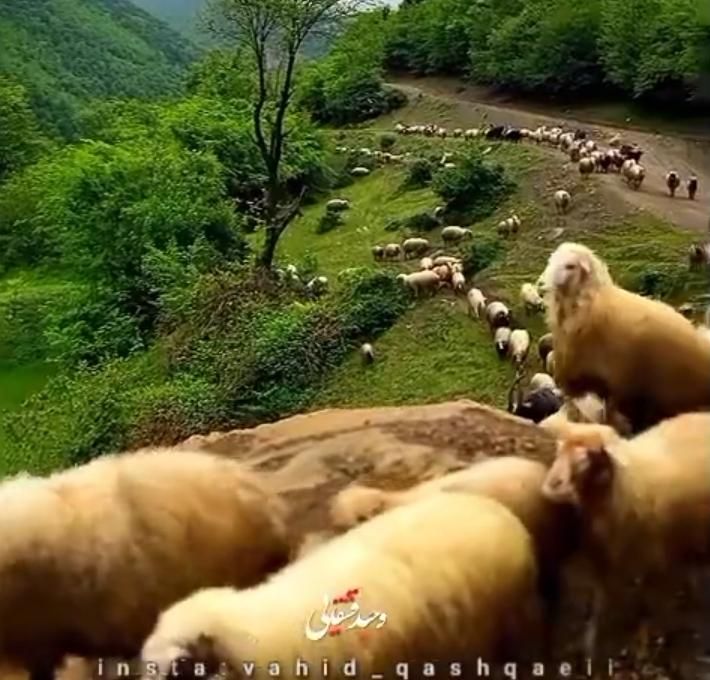 ٪گوسفند **زنده کل تهران سرویس ارسال درمحل 24ساعته.|حیوانات مزرعه|تهران, جنت‌آباد مرکزی|دیوار