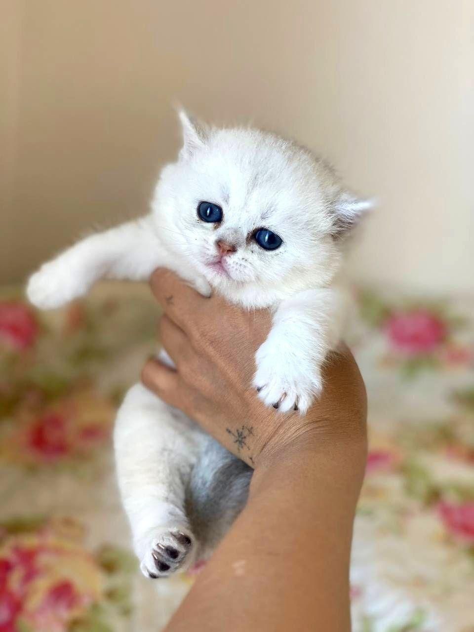 بچه گربه کیوت میوت|گربه|اهواز, کیانپارس |دیوار