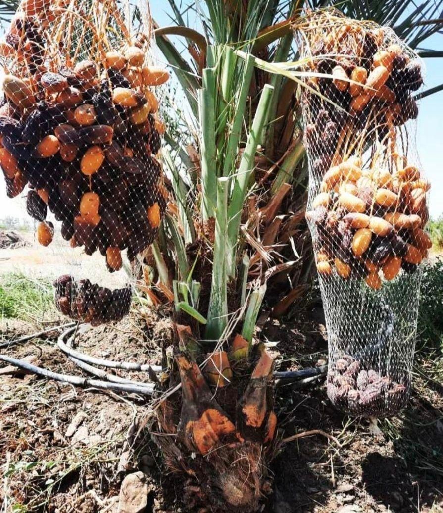 پاجوش نهال مجول خرما|خدمات باغبانی و درختکاری|بهبهان, |دیوار