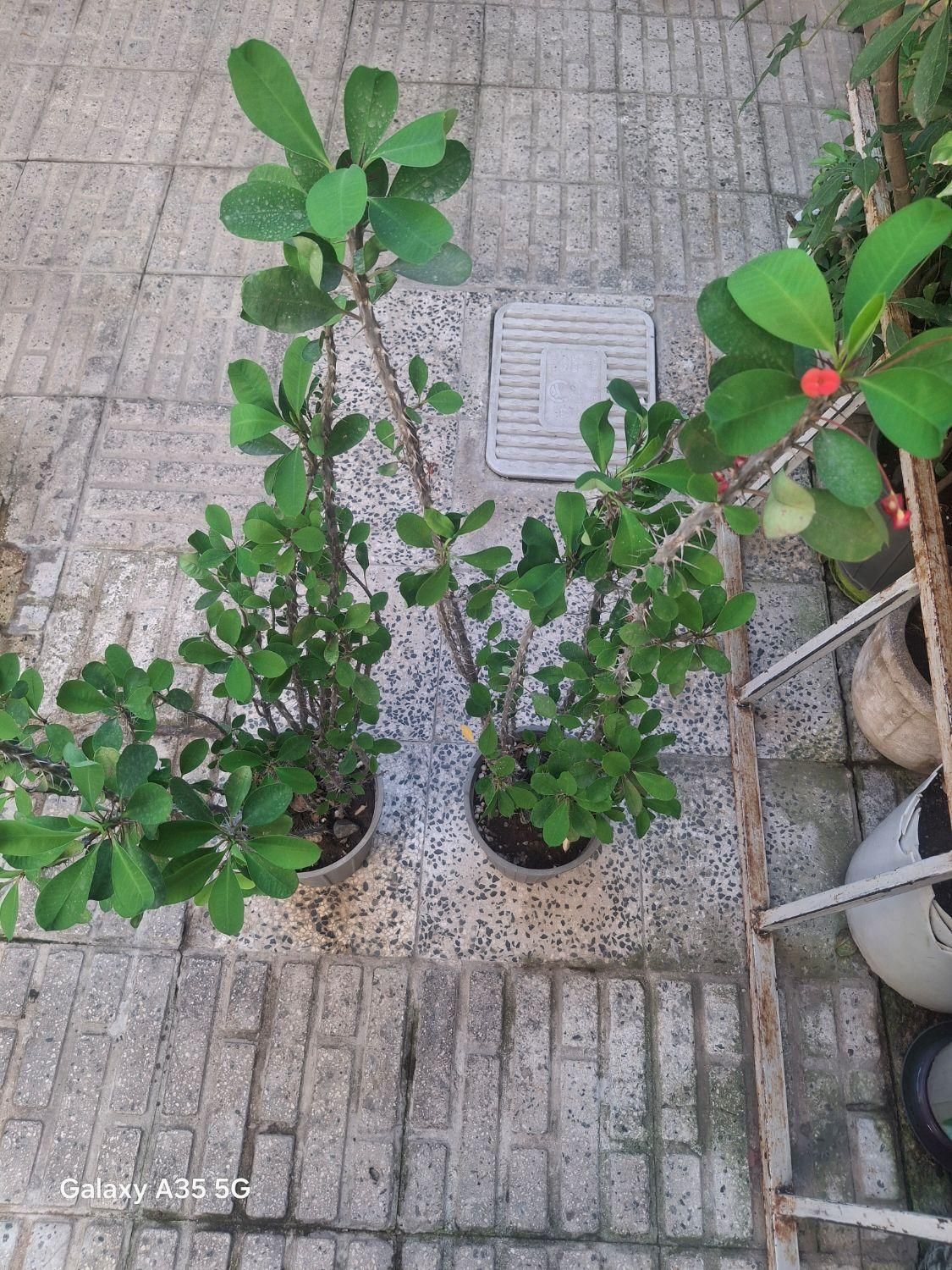بابا ادم/ شفلرا/گل مرجان|گل و گیاه طبیعی|رشت, نظری|دیوار
