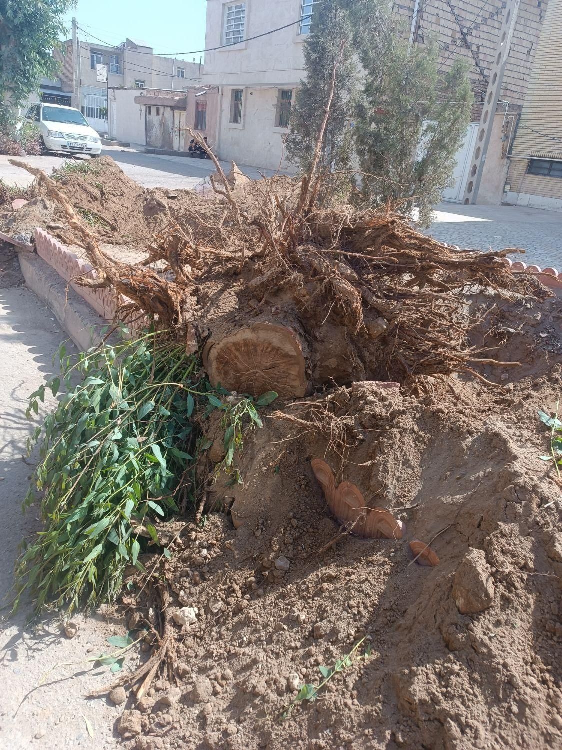 بیل بکهو .تراکتور بیل دار|خدمات پیشه و مهارت|سیرجان, |دیوار