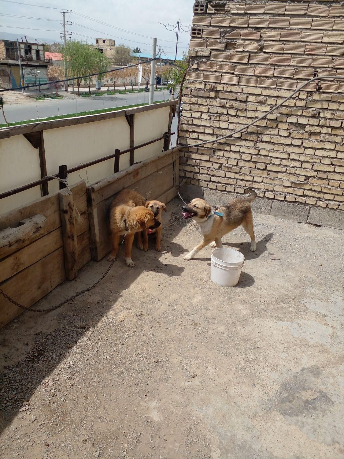 سگ نگهبان|سگ|نجف‌آباد, |دیوار