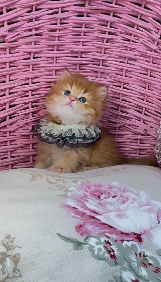 گربه ها بهترین بهترین همدم های خانگی|گربه|اصفهان, احمدآباد|دیوار