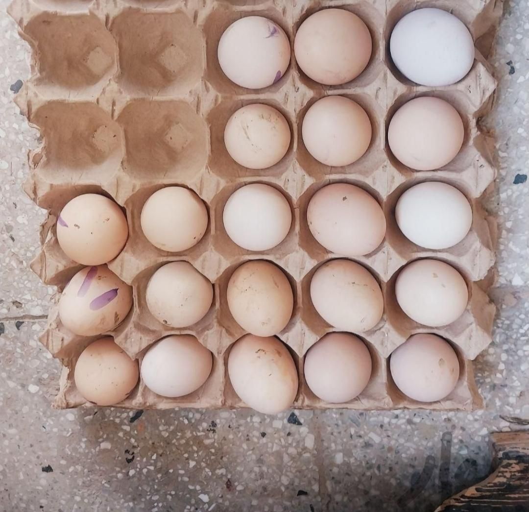 تخم مرغ|خوردنی و آشامیدنی|آشخانه, |دیوار