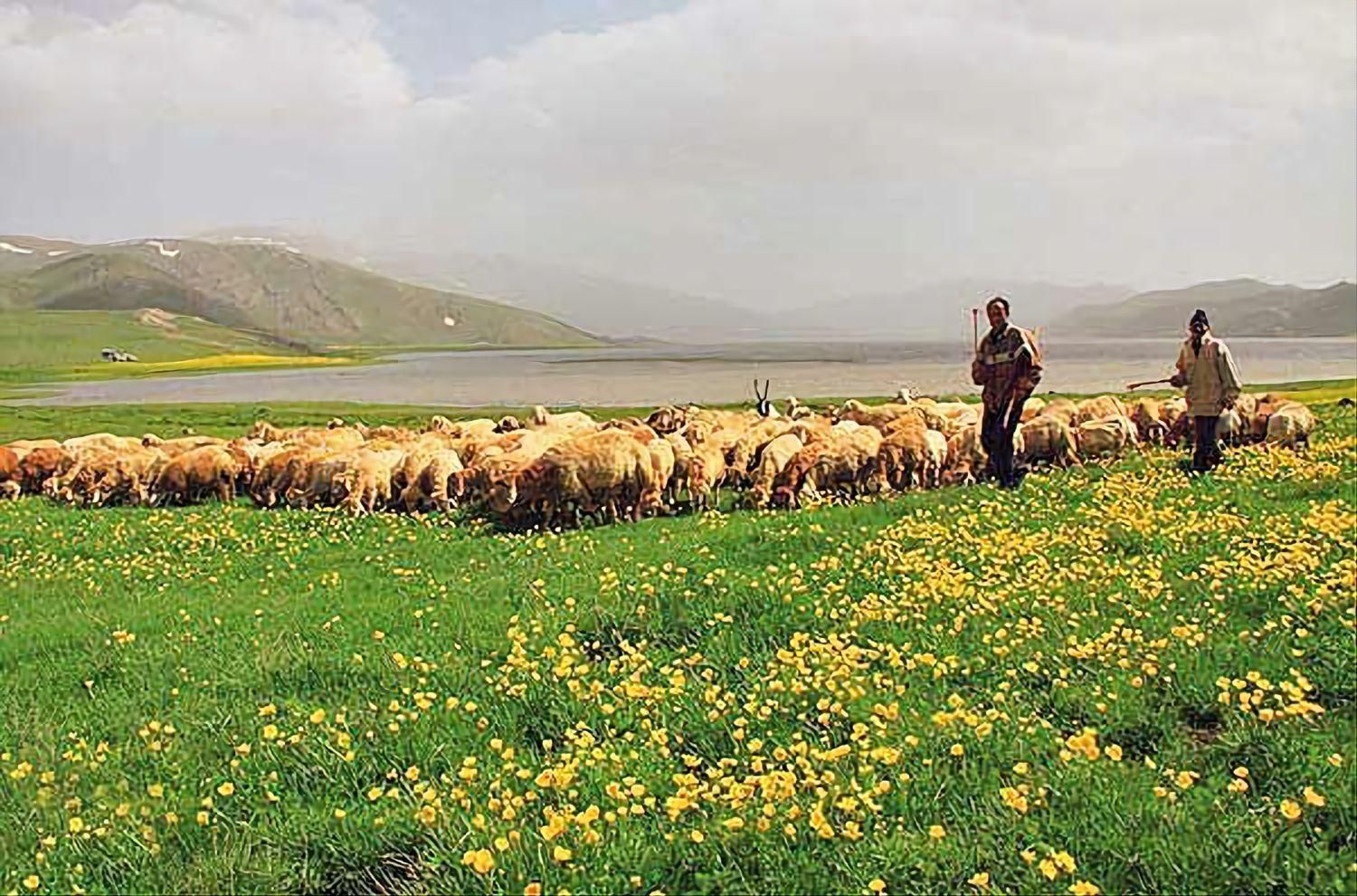 گوسفند از ۶میلیون به بالا باهرتوان مالی|حیوانات مزرعه|مشهد, توس (بلوار توس)|دیوار