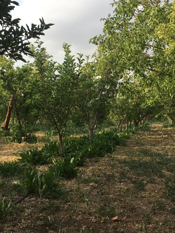 دماوند جابان زمین ۱۰۰متر به بالا اقساطی بدون واسطه|فروش زمین و ملک کلنگی|دماوند, دماوند|دیوار