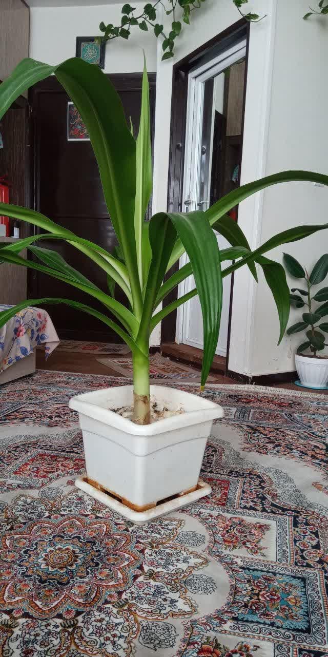 سلام گل اشک ملکه بسیار زیبا و خوشبو|گل و گیاه طبیعی|فولادشهر, مسکن مهر فولادشهر|دیوار