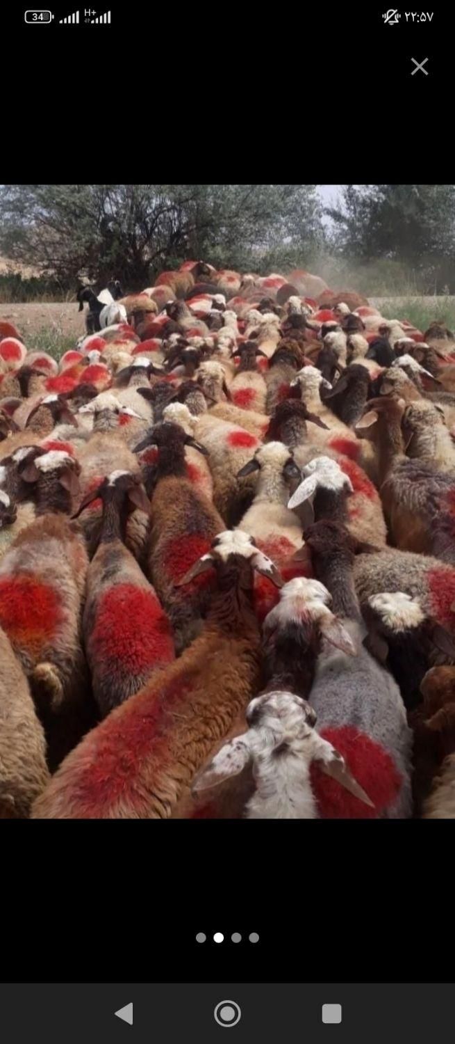 زنده قپان گوسفند زنده باقصاب|حیوانات مزرعه|تهران, نیروی هوایی (پیروزی)|دیوار