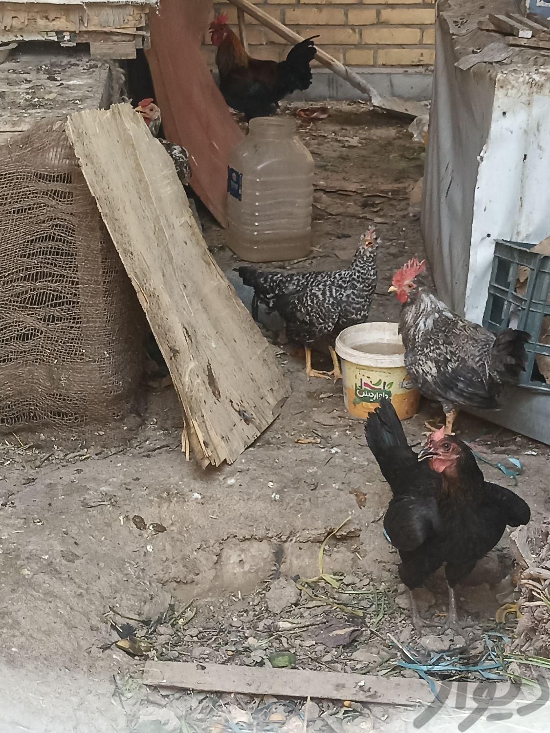 مرغ وخروس|حیوانات مزرعه|سوسنگرد, |دیوار