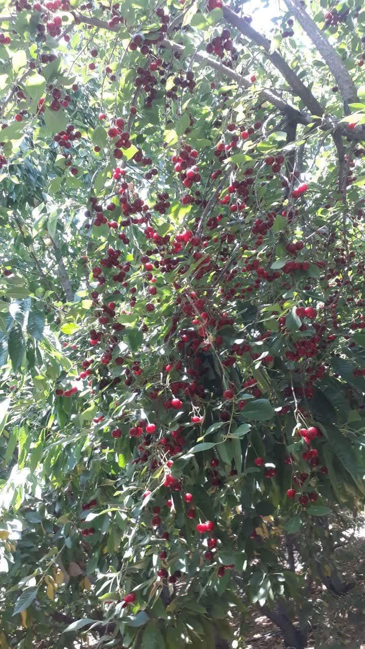 باغ زمین کشاورزی 460متری پل زمانخان|فروش دفتر صنعتی، کشاورزی، تجاری|شهرکرد, |دیوار