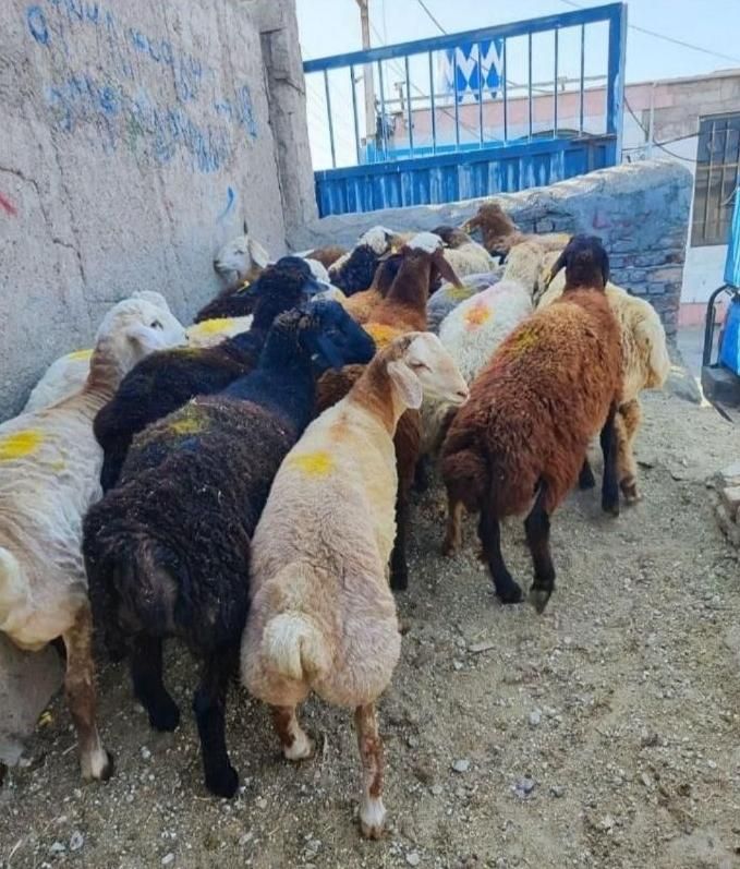 گوسفند زنده برادران* افشار * با کشتارگاه تمیز|حیوانات مزرعه|کرج, باغستان|دیوار