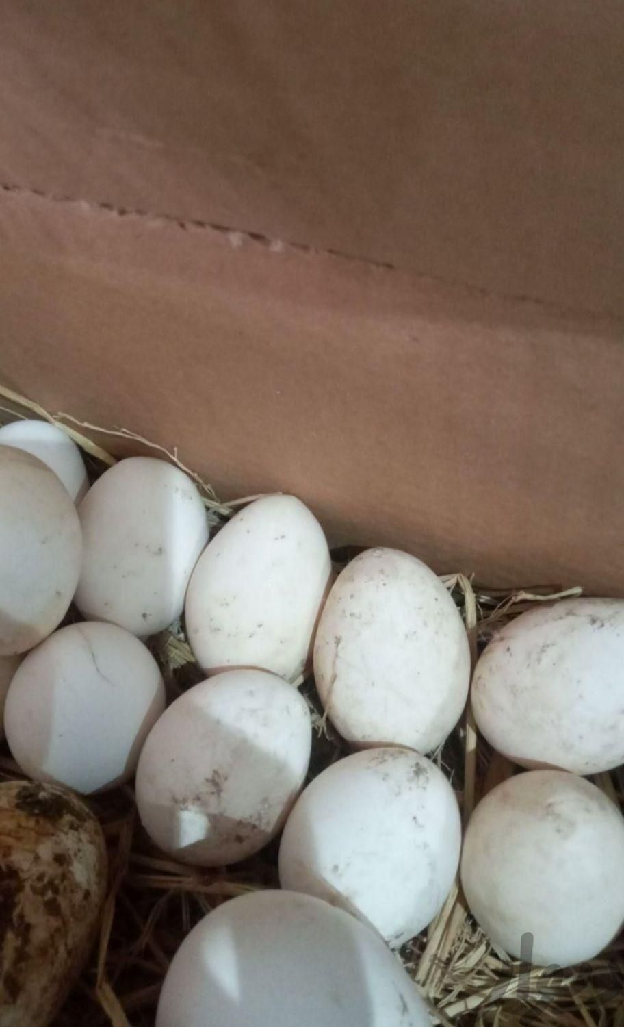 تخم نطفه دار مرغ  گلین عشایری لر نژاد اصیل|حیوانات مزرعه|لشت نشا, |دیوار