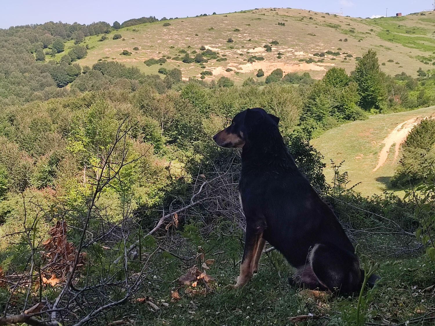سگ دوبرمن نگهبان گارد رشت پت|سگ|رشت, بلوار گیلان|دیوار