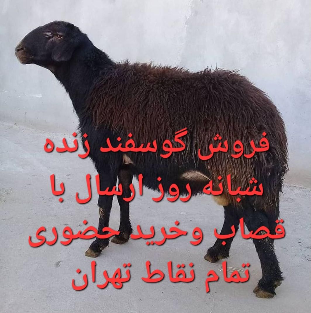 تهیه گوسفند مستقیم ازدامدارزیرنظراتحادیه شیشک زنده|حیوانات مزرعه|تهران, طرشت|دیوار