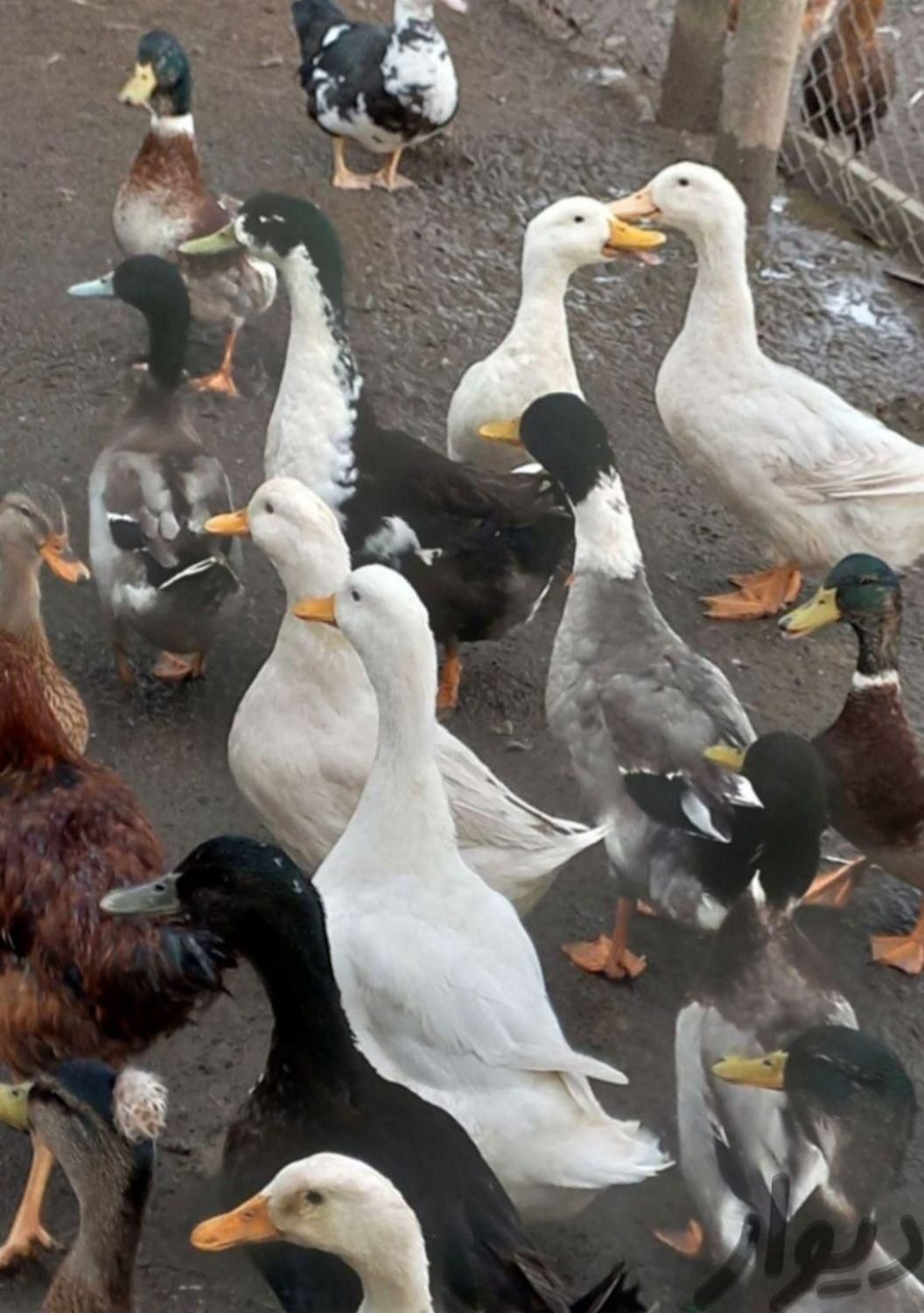 فروش اردک محلی|حیوانات مزرعه|بندر انزلی, |دیوار