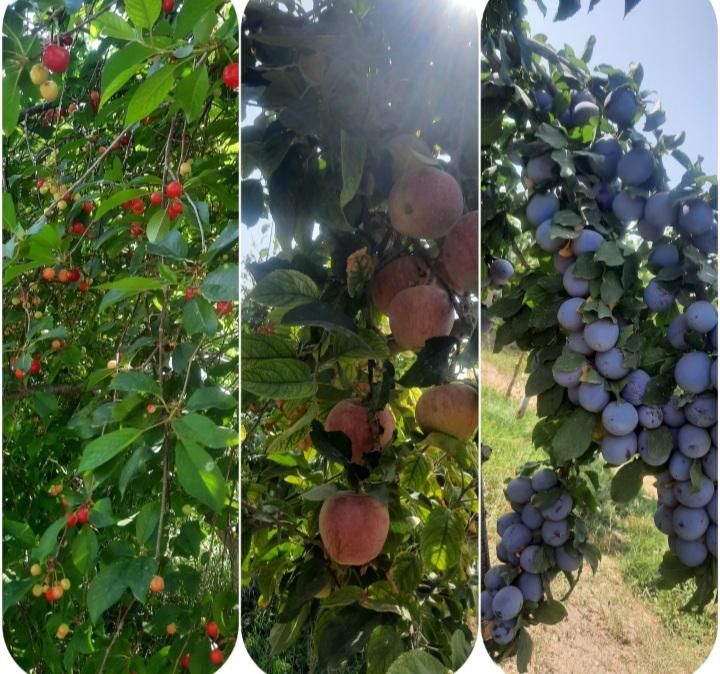 باغ نوبهار|فروش خانه و ویلا|گلبهار, |دیوار