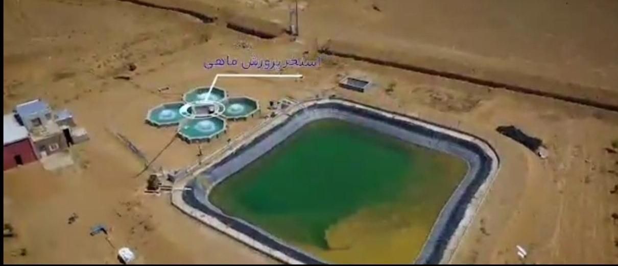 نهال پسته و...|گل و گیاه طبیعی|تهران, جنت‌آباد شمالی|دیوار