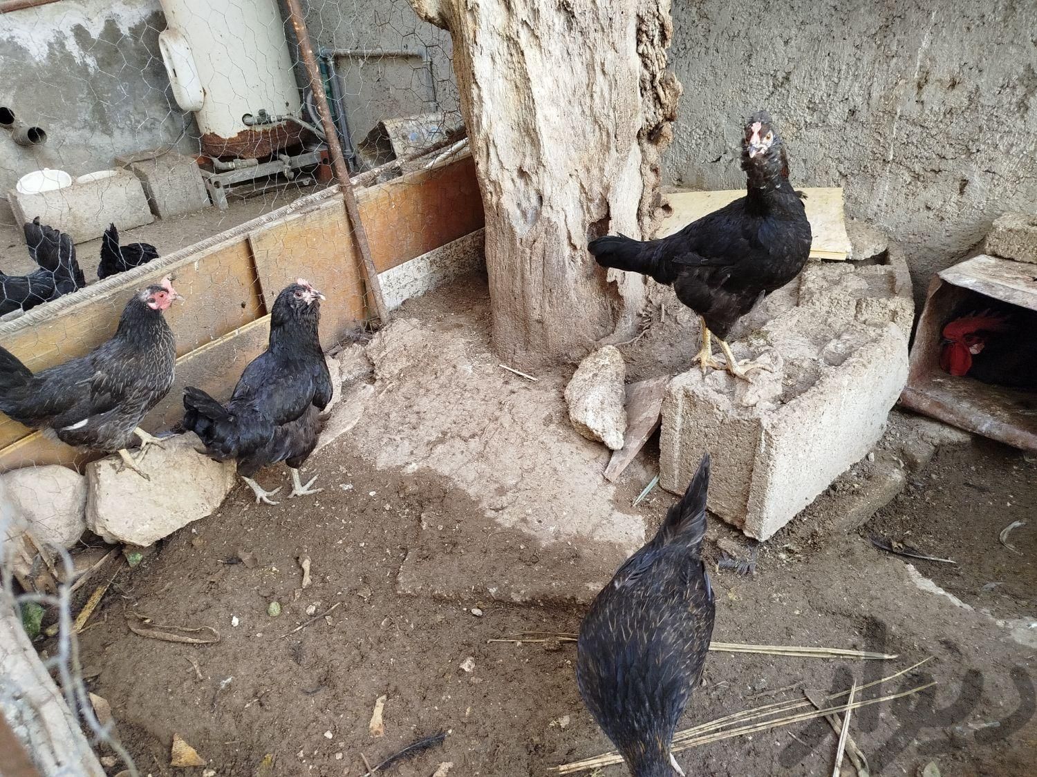 مرغ محلی تخم گذار خورموج|حیوانات مزرعه|خورموج, |دیوار