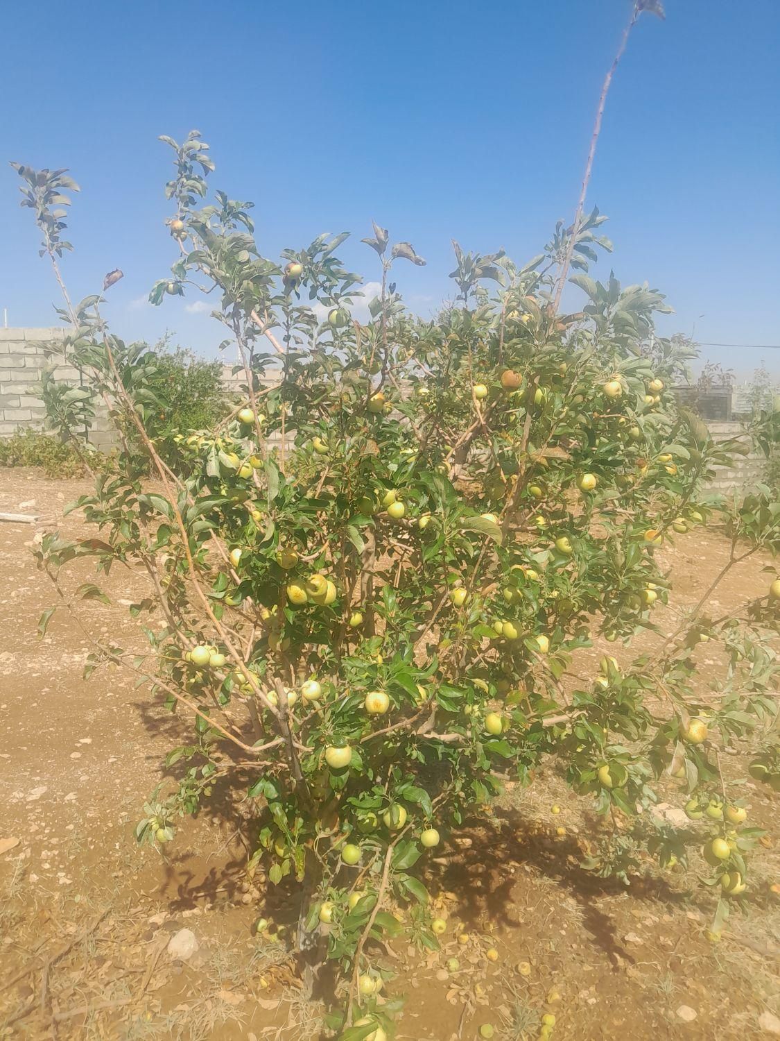 فروش باغ۱۰۰۰متری سیاخ دارنگون وباغ ۱۵۰۰متری|فروش زمین و ملک کلنگی|شیراز, میانرود|دیوار