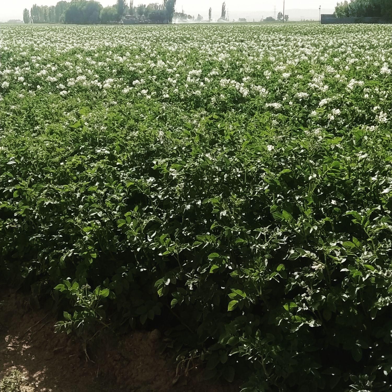 بذر سیب زمینی|خدمات باغبانی و درختکاری|شیراز, محراب|دیوار