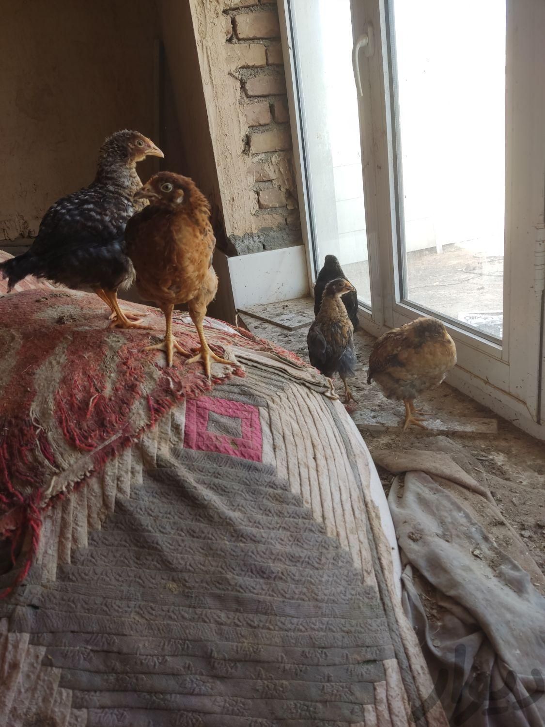 جوجه مرغ دو ماهه|حیوانات مزرعه|بردسکن, |دیوار
