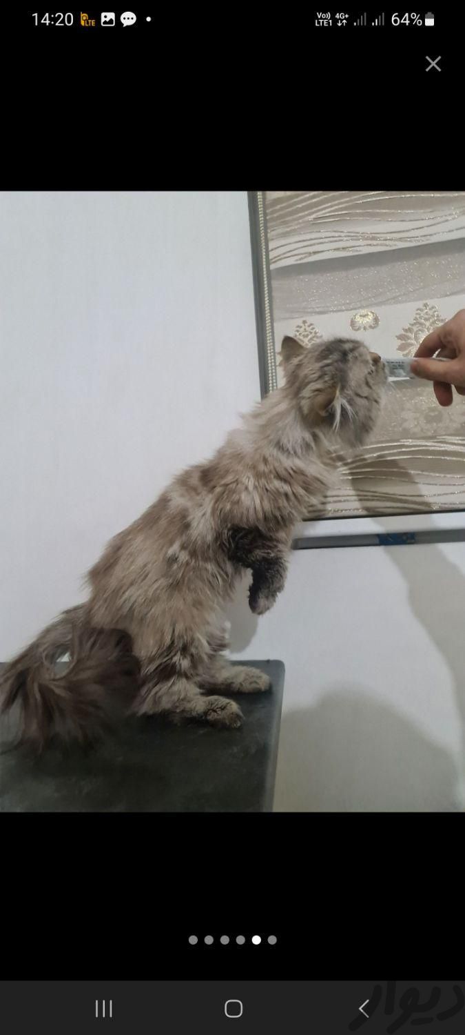 گربه بیرمن|گربه|تهران, شاندیز|دیوار