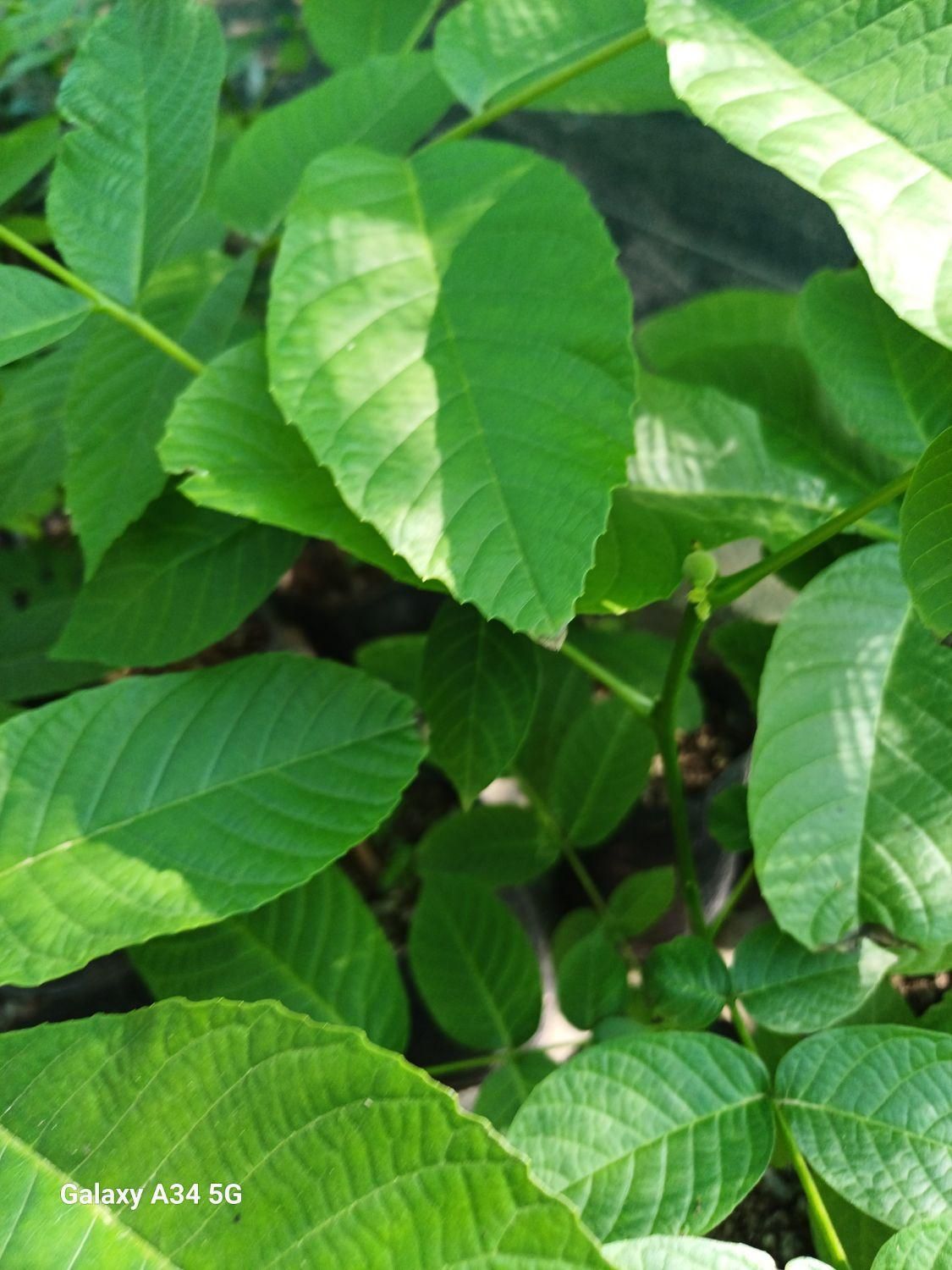 فروش نهال گردو چندلر|خدمات باغبانی و درختکاری|ساری, |دیوار