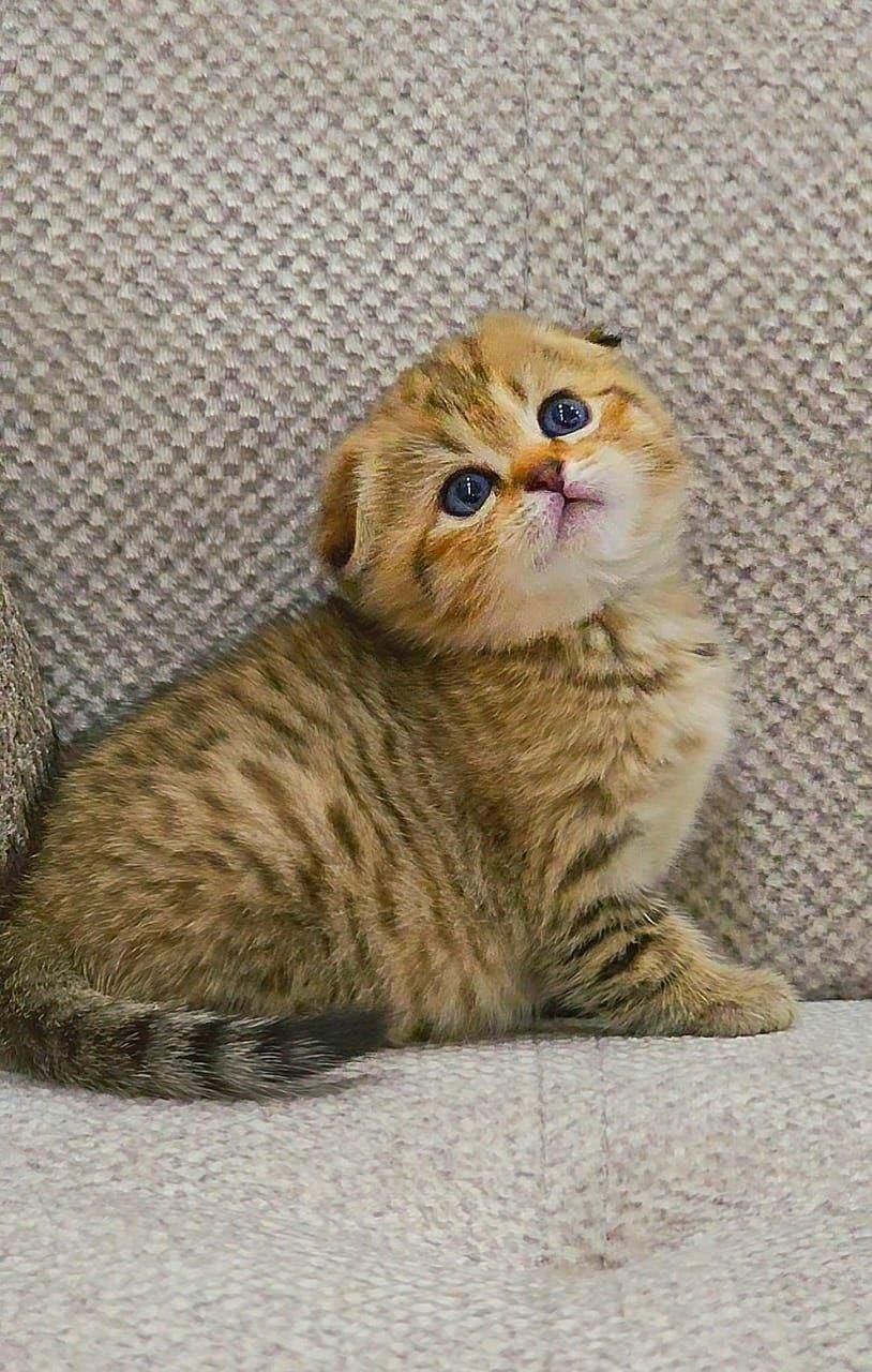 میوهاپ/ شهر گربه‌های اشرافی|گربه|رشت, گلسار|دیوار